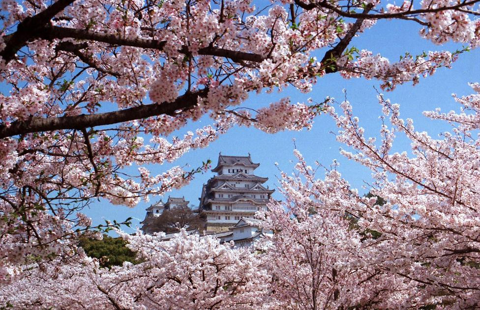 A season in spring came to Japan.